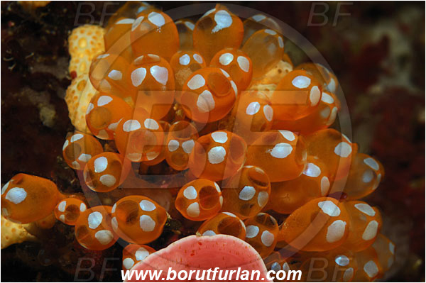 Bunaken, Sulawesi, Indonesia, Pycnoclavella diminuta, Pycnoclavella, Clavelinidae, White-spotted Sea Squirt, White-spotted Sea Squirt Colony, Colony of Tunicates, Ascidiacea, Tunicata, Tunicate