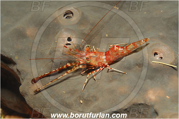Bunaken, Sulawesi, Indonesia, Cinetorhynchus hendersoni, Cinetorhynchus, Rhynchocinetidae, Decapoda, Crustacea, Crustacean, Henderson