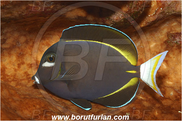 Bunaken, Sulawesi, Indonesia, Acanthurus nigricans, Acanthurus, Acanthuridae, Whitecheek surgeonfish, Surgeonfish, Fish