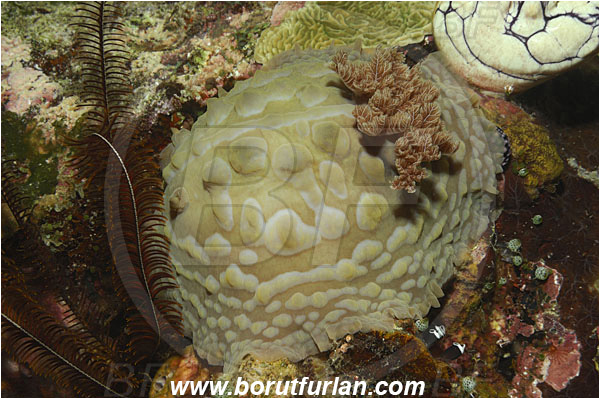 Bunaken, Sulawesi, Indonesia, Asteronotus cespitosus, Asteronotus, Discodorididae, Clumpy Nudibranch, Nudibranch, Sea slug, Gastropoda, Mollusca, Mollusc