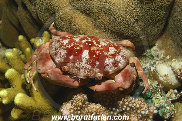 Bunaken, Sulawesi, Indonesia, Atergatis subdentatus, Atergatis, Xanthidae, Decapoda, Red Reef Crab, Crab, Crustacea, Crustacean