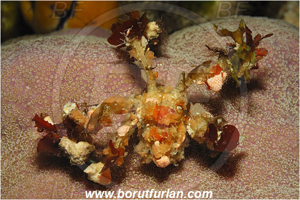 Bunaken, Sulawesi, Indonesia, Camposcia retusa, Camposcia, Decorator crab, Crab, Inachidae, Decapoda, Crustacea, Crustacean