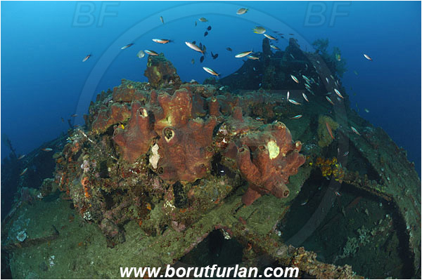 Manado, Sulawesi, Indonesia, Theonella sp., Theonella, Theonellidae, Sponge, Porifera, Wreck