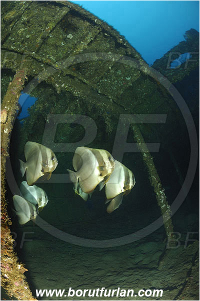 Manado, Sulawesi, Indonesia, Platax orbicularis, Platax, Ephippidae, Orbicular batfish, Round Batfish, Batfish, Fish, Fish school, Wreck