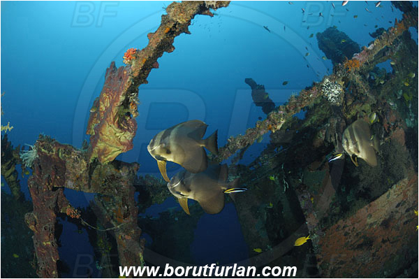 Manado, Sulawesi, Indonesia, Platax orbicularis, Platax, Ephippidae, Orbicular batfish, Round Batfish, Batfish, Fish, Wreck