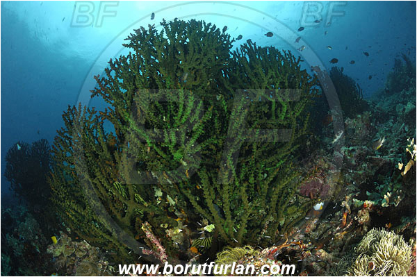 Manado, Sulawesi, Indonesia, Tubastraea micrantha, Tubastraea, Dendrophylliidae, Black sun coral, Coral, Anthozoa, Cnidaria, Cnidarian, Reef