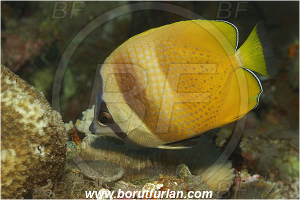 Bunaken, Sulawesi, Indonesia, Chaetodon kleinii, Chaetodon, Chaetodontidae, Sunburst Butterflyfish, Klein
