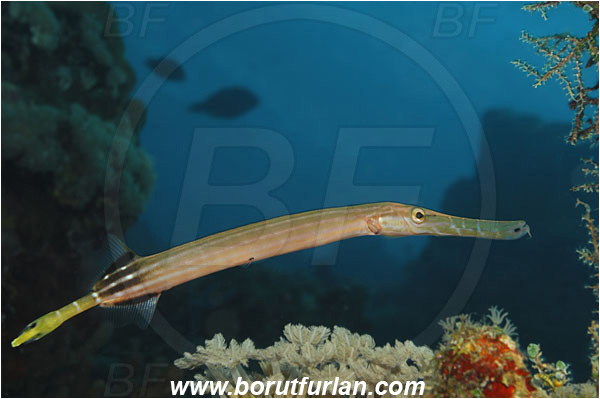 Manado, Sulawesi, Indonesia, Aulostomus chinensis, Aulostomus, Aulostomidae, Chinese trumpetfish, Trumpetfish, Fish