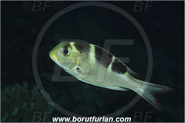 Manado, Sulawesi, Indonesia, Monotaxis grandoculis, Monotaxis, Lethrinidae, Bigeye Emperor, Emperor, Fish
