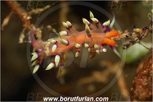 Manado, Sulawesi, Indonesia, Coryphellina exoptata, Coryphellina, Flabellinidae, Desirable Flabellina, Nudibranch, Sea slug, Gastropoda, Mollusca, Mollusc