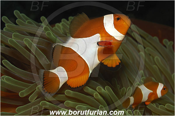 Bunaken, Sulawesi, Indonesia, Amphiprion ocellaris, Amphiprion, Pomacentridae, False Anemonefish, Anemonefish, Clownfish, Fish