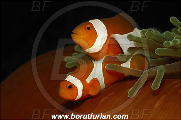 Bunaken, Sulawesi, Indonesia, Amphiprion ocellaris, Amphiprion, Pomacentridae, False Anemonefish, Anemonefish, Clownfish, Fish