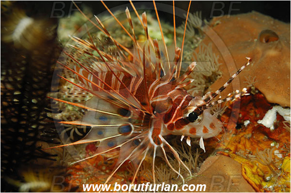 Manado Tua, Sulawesi, Indonesia, Pterois antennata, Pterois, Scorpaenidae, Spotfin lionfish, Lionfish, Fish