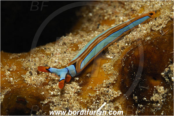 Manado Tua, Sulawesi, Indonesia, Thuridilla lineolata, Thuridilla, Plakobranchidae, Orange-edged Sapsucking Slug, Nudibranch, Sea slug, Gastropoda, Mollusca, Mollusc