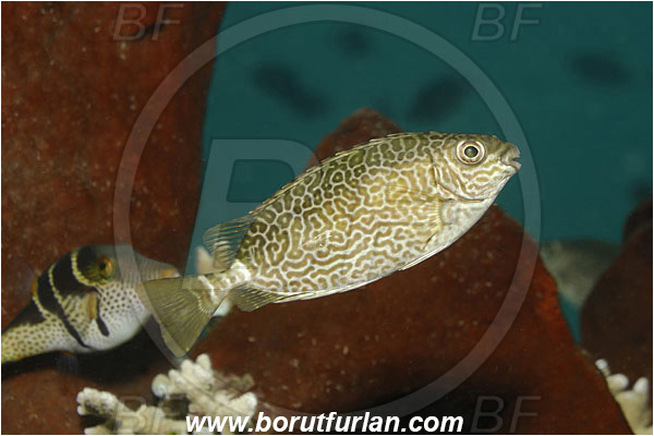 Manado, Sulawesi, Indonesia, Siganus vermiculatus, Siganus, Siganidae, Spinefoot, Vermiculated Spinefoot, Vermiculated Rabbitfish, Rabbitfish, Fish, Juvenile