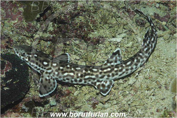 Bunaken, Sulawesi, Indonesia, Atelomycterus marmoratus, Atelomycterus, Scyliorhinidae, Elasmobranchii, Coral Catshark, Catshark, Shark, Fish