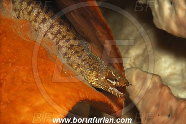 Bunaken, Sulawesi, Indonesia, Gymnothorax zonipectis, Gymnothorax, Muraenidae, Barred-fin Moray, Moray, Fish