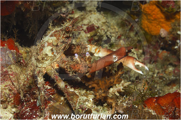 Bunaken, Sulawesi, Indonesia, Schizophrys aspera, Schizophrys, Majidae, Decapoda, Crustacea, Crustacean, Red Spider Crab, Spider Crab, Crab