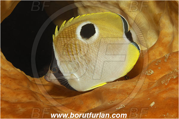 Bunaken, Sulawesi, Indonesia, Chaetodon unimaculatus, Chaetodon, Chaetodontidae, Teardrop butterflyfish, Butterflyfish, Fish