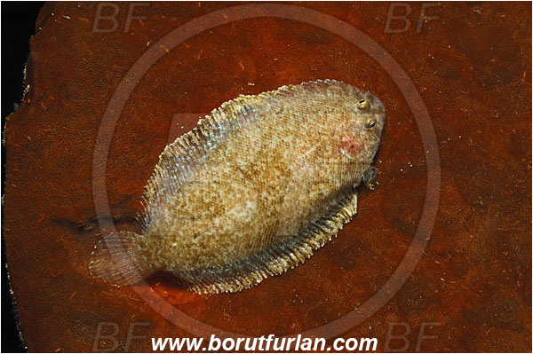 Bunaken, Sulawesi, Indonesia, Asterorhombus intermedius, Asterorhombus, Bothidae, Intermediate flounder, Flounder, Fish