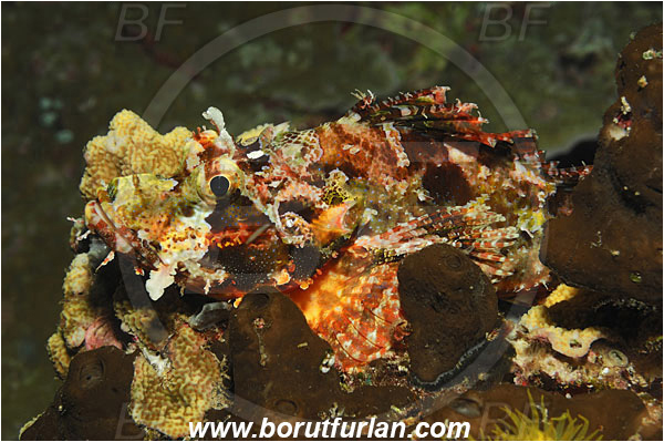Bunaken, Sulawesi, Indonesia, Scorpaenopsis papuensis, Scorpaenopsis, Scorpaenidae, Papuan scorpionfish, Scorpionfish, Fish