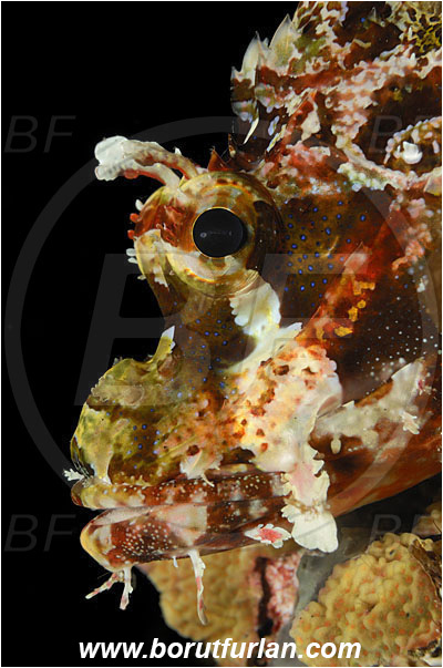 Bunaken, Sulawesi, Indonesia, Scorpaenopsis papuensis, Scorpaenopsis, Scorpaenidae, Papuan scorpionfish, Scorpionfish, Fish, Portrait