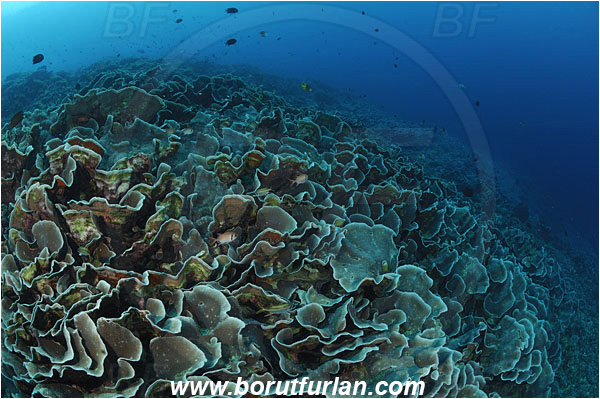 Bunaken, Sulawesi, Indonesia, Echinopora pacifica, Echinopora, Merulinidae, Anthozoa, Cnidaria, Cnidarian, Hedgehog Coral, Coral, Reef