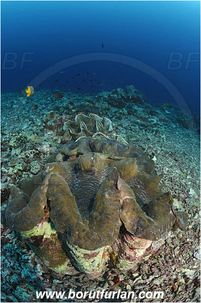 Bunaken, Sulawesi, Indonesia, Tridacna gigas, Tridacna, Cardiidae, Bivalvia, Mollusca, Mollusc, Giant clam, Shell, Reef
