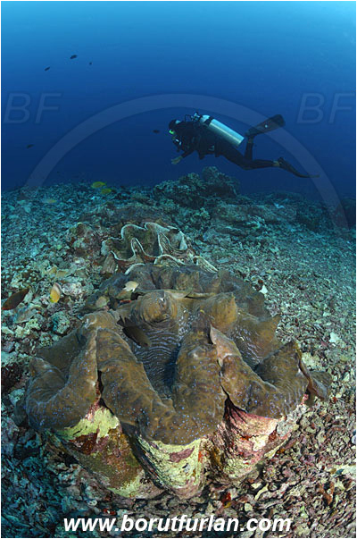 Bunaken, Sulawesi, Indonesia, Tridacna gigas, Tridacna, Cardiidae, Bivalvia, Mollusca, Mollusc, Giant clam, Shell, Reef, Diver