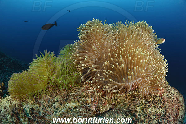 Bunaken, Sulawesi, Indonesia, Heteractis magnifica, Magnificent Sea Anemone, Anemone, Anthozoa, Cnidaria, Cnidarian, Reef