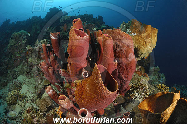 Bunaken, Sulawesi, Indonesia, Sponge, Porifera, Unidentified, Reef