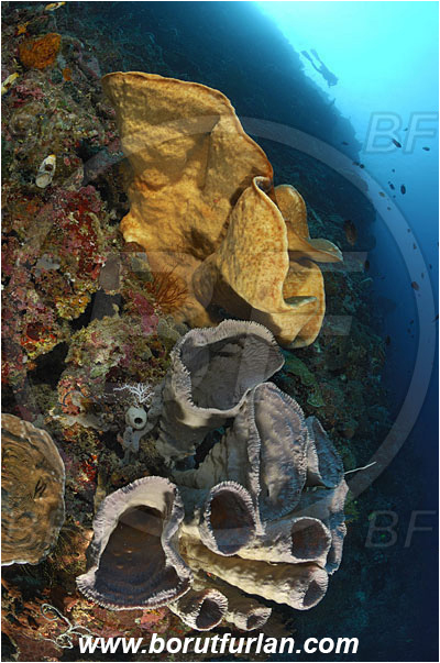 Bunaken, Sulawesi, Indonesia, Podospongiidae, Sponge, Porifera, Reef, Wall, Diver