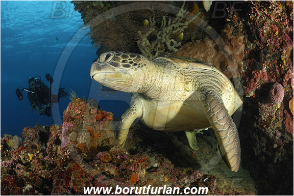 Bunaken, Sulawesi, Indonesia, Chelonia mydas, Cheloniidae, Reptilia, Reptilian, Green Sea Turtle, Turtle, Reef, Diver, Underwater Photographer