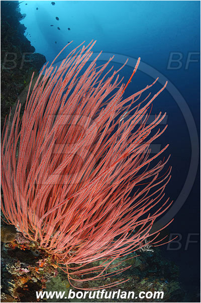 Bunaken, Sulawesi, Indonesia, Ellisella sp., Ellisella, Ellisellidae, Anthozoa, Cnidaria, Cnidarian, Sea whip, Whip coral, Coral, Reef