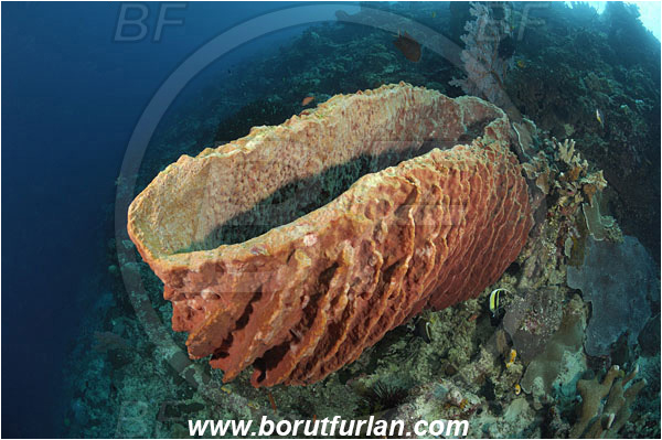 Bunaken, Sulawesi, Indonesia, Xestospongia testudinaria, Xestospongia, Petrosiidae, Red Barrel Sponge, Sponge, Porifera, Reef