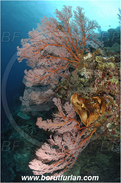 Bunaken, Sulawesi, Indonesia, Melithaea sp., Melithaea, Melithaeidae, Sea fan, Coral, Cnidaria, Cnidarian, Reef