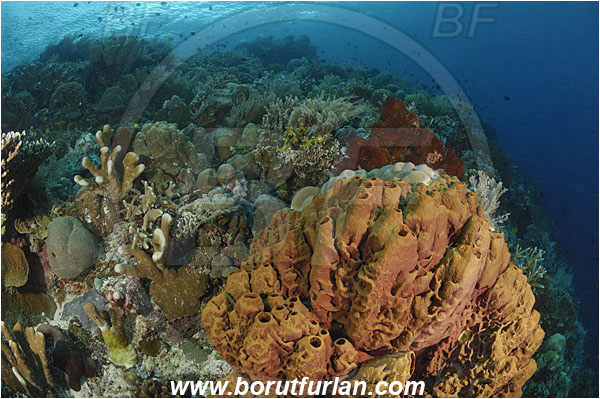 Bunaken, Sulawesi, Indonesia, Theonella sp., Theonella, Theonellidae, Sponge, Porifera, Sponge, Porifera, Reef