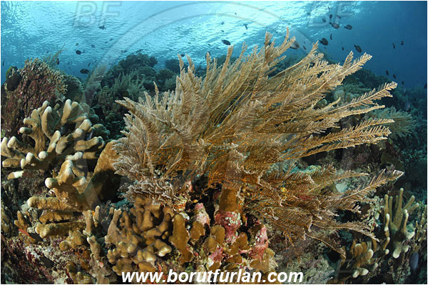 Bunaken, Sulawesi, Indonesia, Aglaophenia cupressina, Aglaophenia, Aglaopheniidae, Hydrozoa, Cnidaria, Cnidarian, Stinging hydroid, Reef