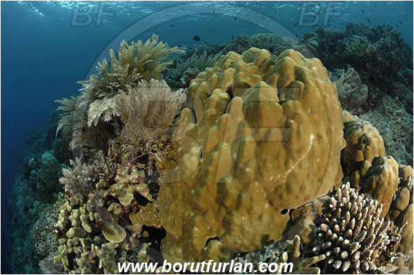 Bunaken, Sulawesi, Indonesia, Porites sp., Porites, Poritidae, Anthozoa, Cnidaria, Cnidarian, Porites Coral, Coral, Reef