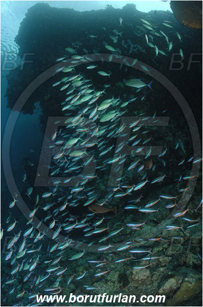 Bunaken, Sulawesi, Indonesia, Caesio sp., Caesio, Caesionidae, Fusilier, Fish, Fish school, Reef