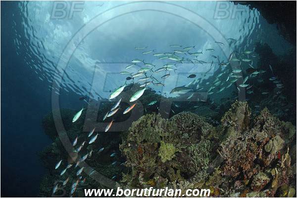 Bunaken, Sulawesi, Indonesia, Caesio sp., Caesio, Caesionidae, Fusilier, Fish, Fish school, Reef