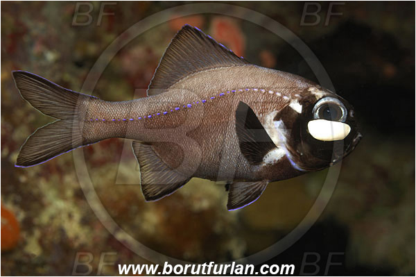 Bunaken, Sulawesi, Indonesia, Photoblepharon palpebratum, Photoblepharon, Anomalopidae, Eyelight Fish, Onefin Flashlightfish, Flashlightfish, Fish