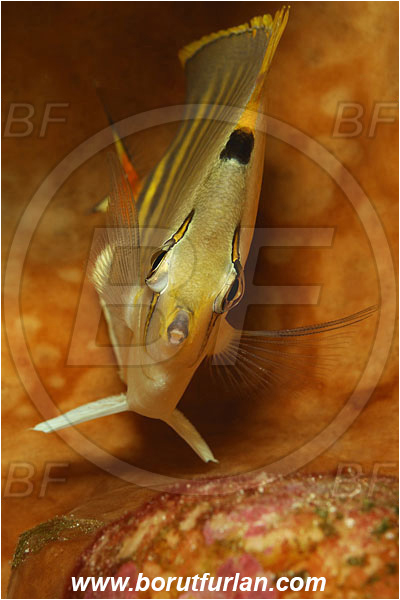 Bunaken, Sulawesi, Indonesia, Chaetodon punctatofasciatus, Chaetodon, Chaetodontidae, Spotband Butterflyfish, Butterflyfish, Fish, Portrait