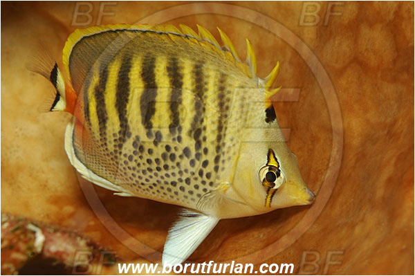 Bunaken, Sulawesi, Indonesia, Chaetodon punctatofasciatus, Chaetodon, Chaetodontidae, Spotband Butterflyfish, Butterflyfish, Fish