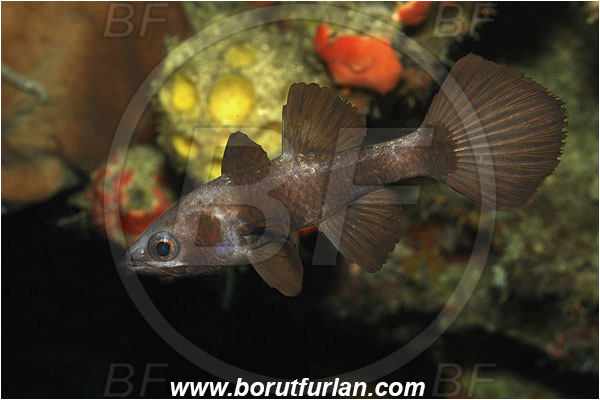 Bunaken, Sulawesi, Indonesia, Pseudamia zonata, Pseudamia, Apogonidae, Paddlefish Cardinalfish, Cardinalfish, Fish