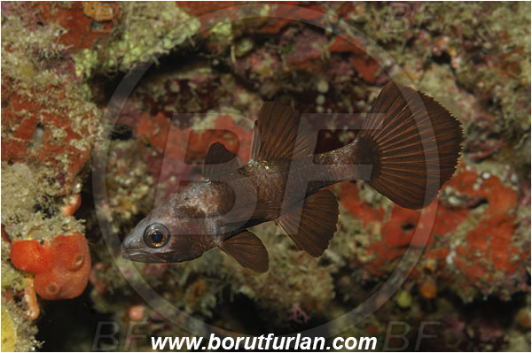 Bunaken, Sulawesi, Indonesia, Pseudamia zonata, Pseudamia, Apogonidae, Paddlefish Cardinalfish, Cardinalfish, Fish