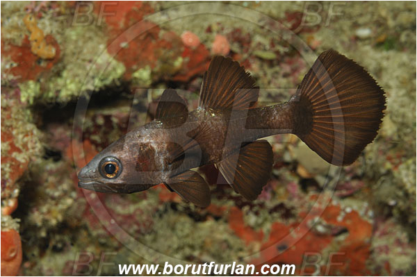 Bunaken, Sulawesi, Indonesia, Pseudamia zonata, Pseudamia, Apogonidae, Paddlefish Cardinalfish, Cardinalfish, Fish