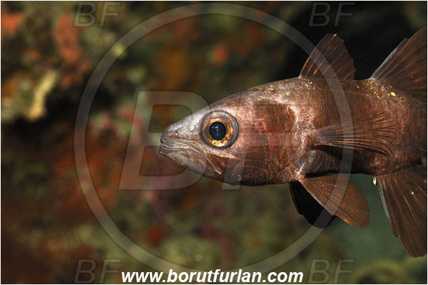 Bunaken, Sulawesi, Indonesia, Pseudamia zonata, Pseudamia, Apogonidae, Paddlefish Cardinalfish, Cardinalfish, Fish, Portrait