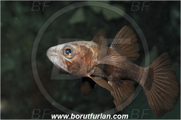 Bunaken, Sulawesi, Indonesia, Pseudamia zonata, Pseudamia, Apogonidae, Paddlefish Cardinalfish, Cardinalfish, Fish