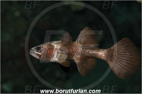 Bunaken, Sulawesi, Indonesia, Pseudamia zonata, Pseudamia, Apogonidae, Paddlefish Cardinalfish, Cardinalfish, Fish